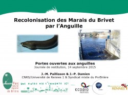 Icon of Recolonisation des marais du Brivet par l'anguille